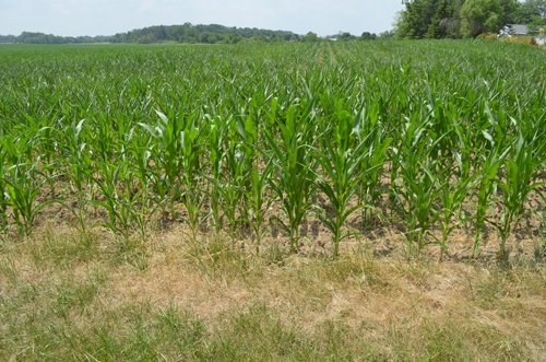 Property photo 31 - 51.5 Acres Offered in 5 tracts, 2 Farm Sites